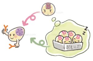 B細胞の分化、形質細胞、メモリーB細胞