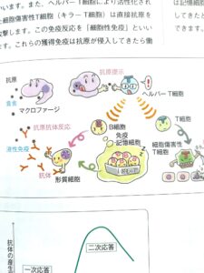 免疫システムと免疫細胞の働き