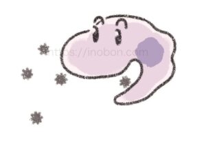 侵入してきた細菌を貪食するマクロファージ