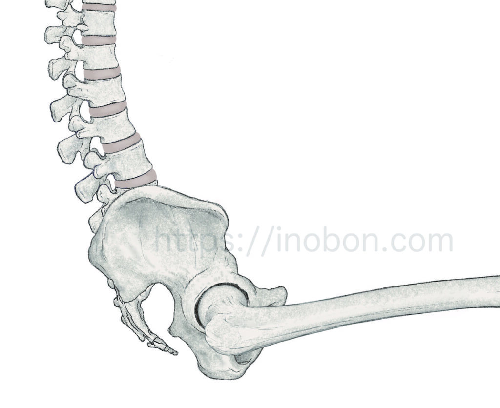 横から見た座位の姿勢の背骨、大腿骨、骨盤の図