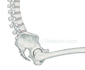 横から見た座位の姿勢の背骨、大腿骨、骨盤の図