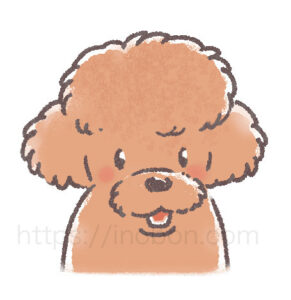 茶色の毛のトイプードルの犬