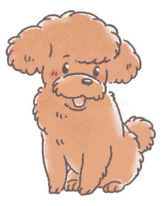 アプリコット、ブラウンの毛色のトイプードル