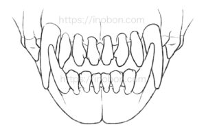 線画、正面向きの犬の歯並び