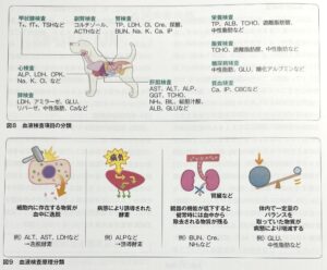 血液検査で測定する主な検査項目、動物病院