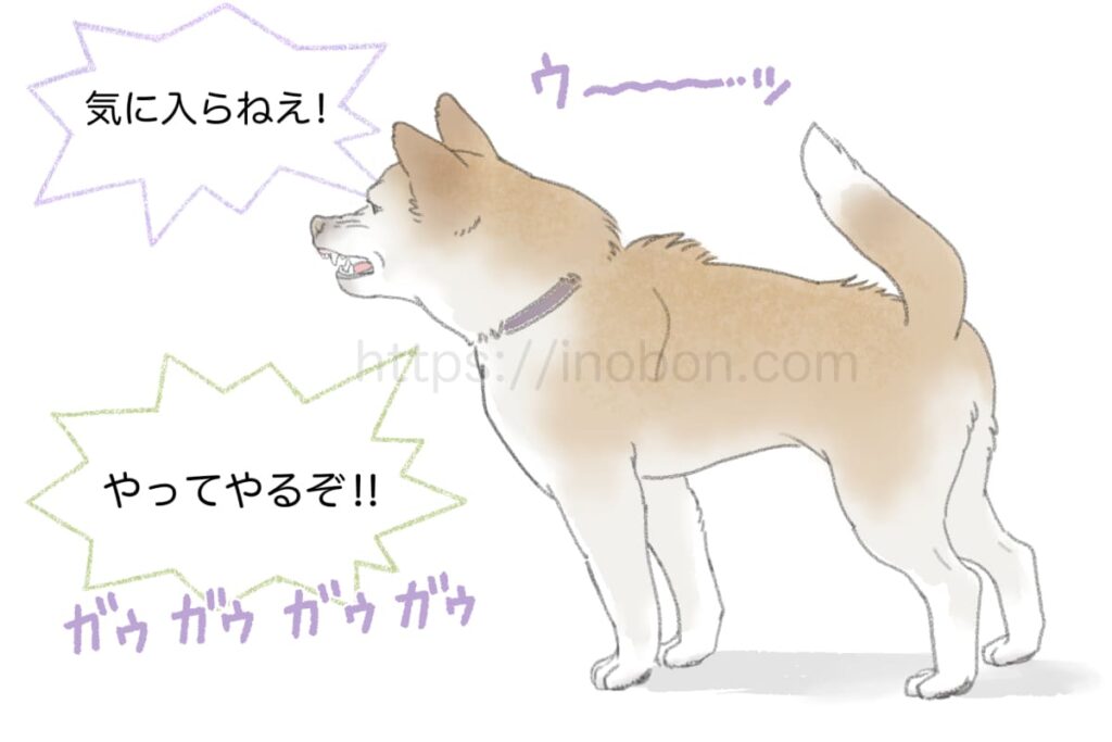 威嚇して唸り声をあげる柴犬
