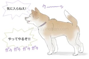 威嚇して唸り声をあげる柴犬