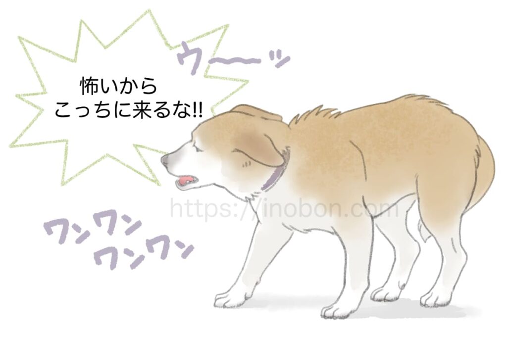 耳を寝かせて体を低くし怯えた犬が吠えている