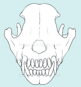正面から見た犬の頭蓋骨と歯列、線画