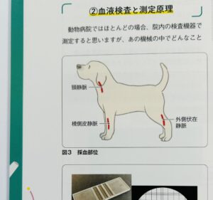 横向きに立つ犬の全身イラストと採血部位の静脈血管の位置