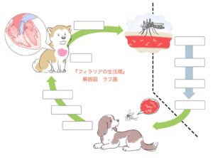 犬糸状虫、フィラリアの生活環の図