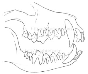 犬の歯、獣医解剖学イラスト