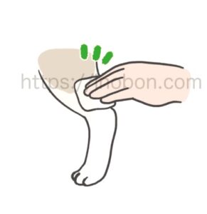 犬の後肢からの採血、指で押さえて圧迫止血をしているイラスト