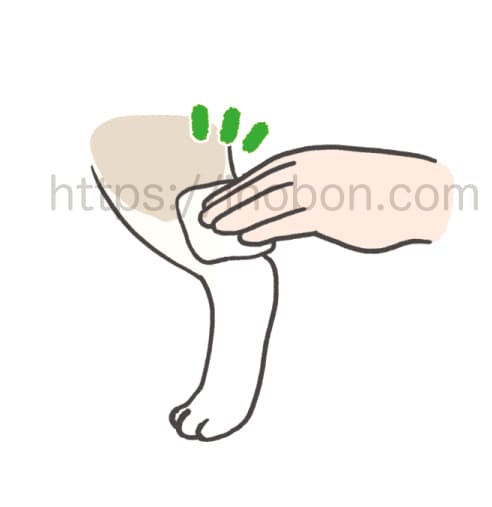 犬の後肢からの採血、指で押さえて圧迫止血をしているイラスト