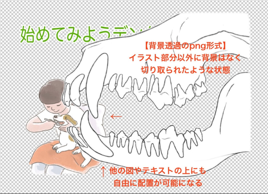 犬の歯、背景が透過処理されたpng形式のイラスト