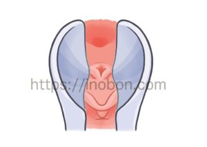 膣鏡と雌犬の尿道口の位置、見え方の図