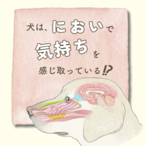 犬の脳と鼻腔の構造、嗅細胞