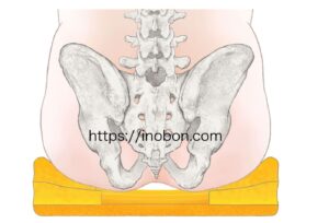 座った姿勢の背面から見た骨盤