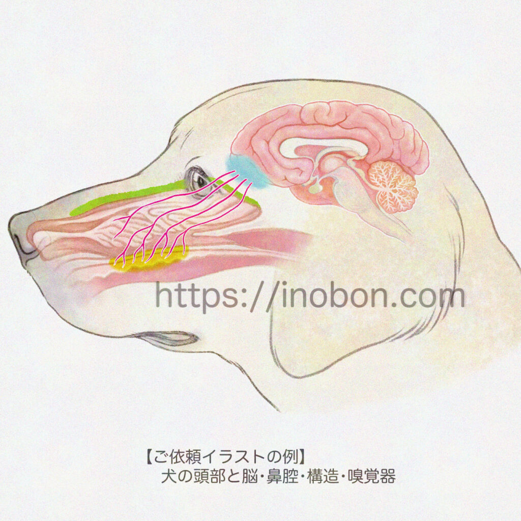 横から見た犬の頭、脳と鼻腔の位置と構造