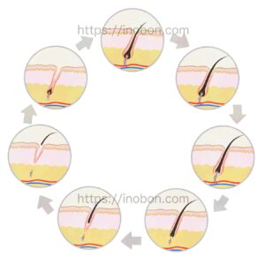 被毛の成長サイクルの図