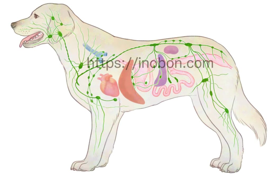 犬の体と全身のリンパ管の位置