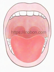 大きく開いた口、口腔内と舌の位置