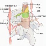 脊椎と神経の根束、硬膜、解剖学的構造のイラスト