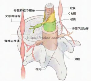 脊椎と神経の根束、硬膜、解剖学的構造のイラスト