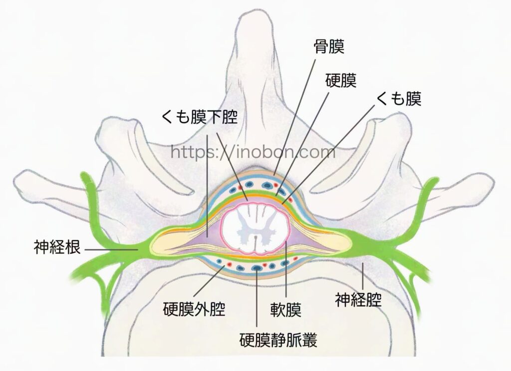 脊椎神経の構造