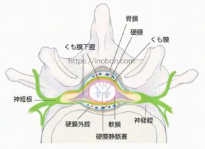 脊椎神経の構造