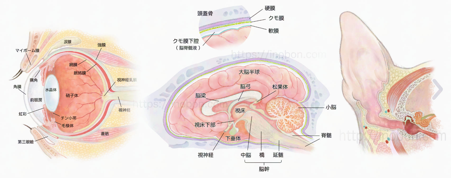 犬の眼と耳、獣医解剖学的な構造断面図、メディカルイラスト