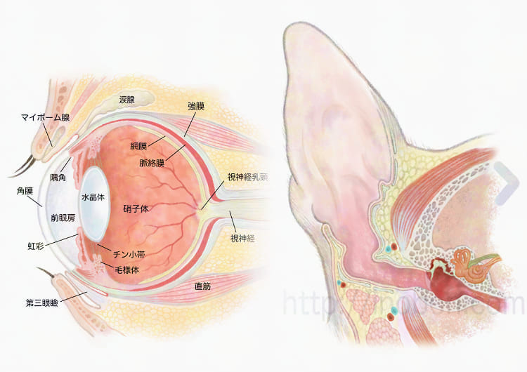 獣医解剖学イラスト