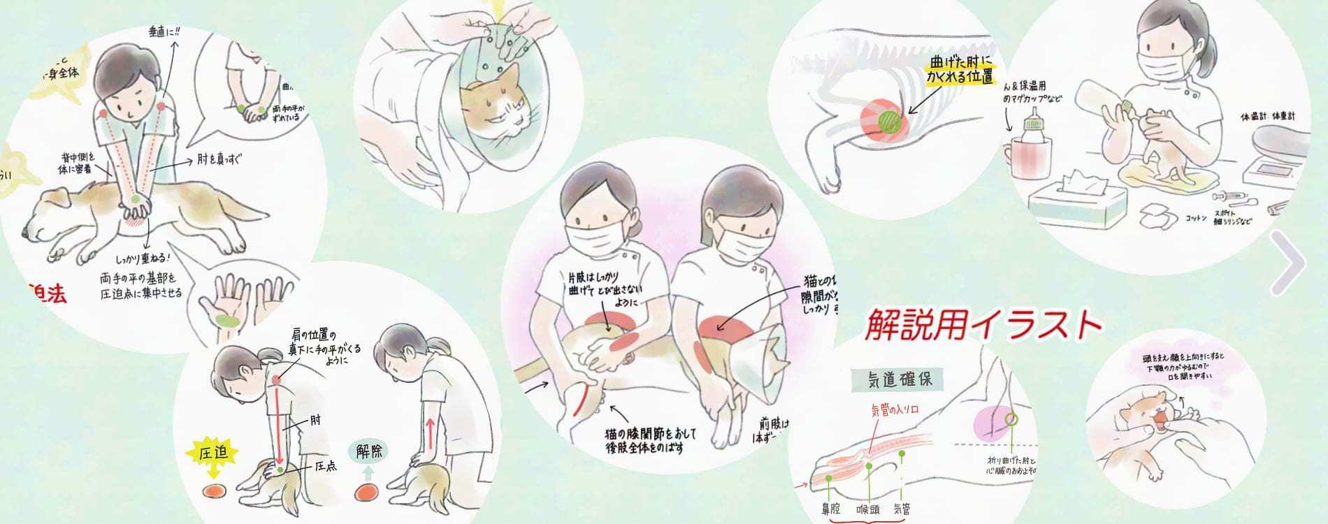 猫の保定法のコツを解説したイラスト