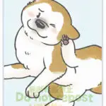 耳を後ろ足で掻いている柴犬