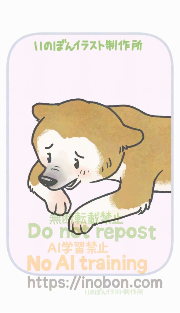 柴犬が自分の前肢を舐めている