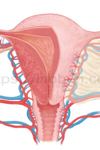 子宮と卵巣周りの血管を描いた解剖イラスト、子宮の断面図
