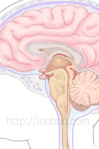 小児の脳の構造断面図、解剖学イラスト
