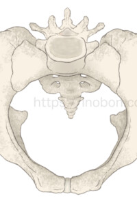 骨盤の解剖学イラスト
