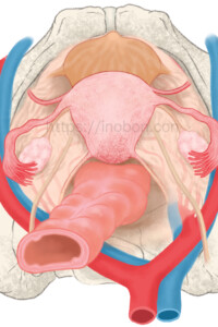 解剖学イラスト 矢状、骨盤内の子宮の位置