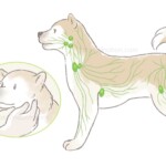 犬の体表リンパ節の位置