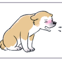 咳をする茶色の犬