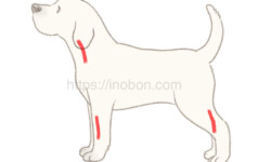 『犬の採血部位』動物看護2024年6月号【掘り下げよう・動物看護実践】 横向きに立つ犬と採血に使う静脈の位置
