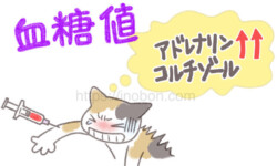 『猫のストレスと高血糖』動物看護2024年6月号【掘り下げよう・動物看護実践】 猫のストレスと血糖値の上昇