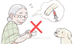 『血液検査前の絶食』動物看護2024年6月号【掘り下げよう・動物看護実践】 犬の飼い主、年配の女性が飼い犬に食事をしようとしている、イラスト