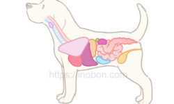 『犬の全身と臓器のイラスト』動物看護2024年6月号【掘り下げよう・動物看護実践】 横向きに立つ犬のシルエットと体の主な臓器の図