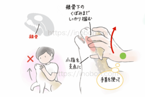 頬骨の付近を固定して猫の頭部を保定する