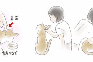 滴下剤を猫の皮膚につける