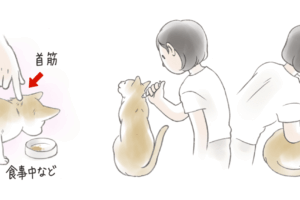 滴下剤を猫の皮膚につける