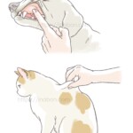 毛細血管祭充満時間、CRT、犬や猫の脱水のチェック