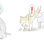 前脚を骨折した小型犬
